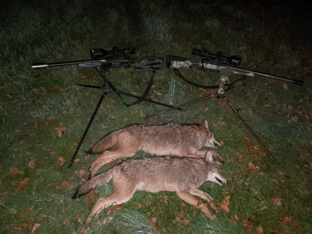 10-26 Dogs.jpg