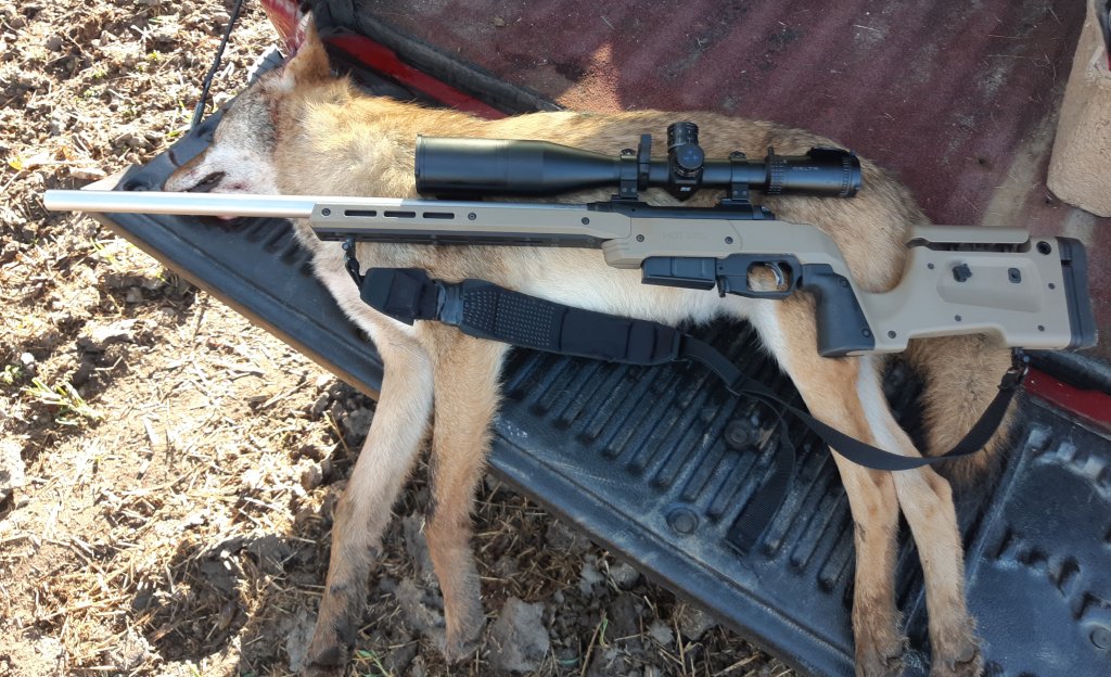 Another for the .243 | Predator Masters