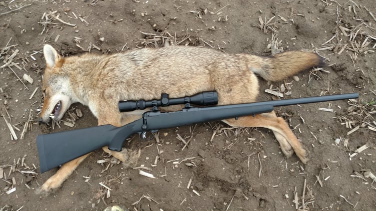 243 Coyote 1.jpg