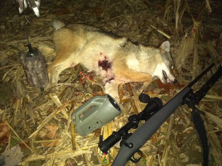 25-06 Coyote.jpg