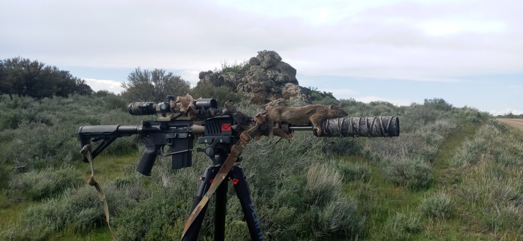 25 Ground Squirrel 150.jpg