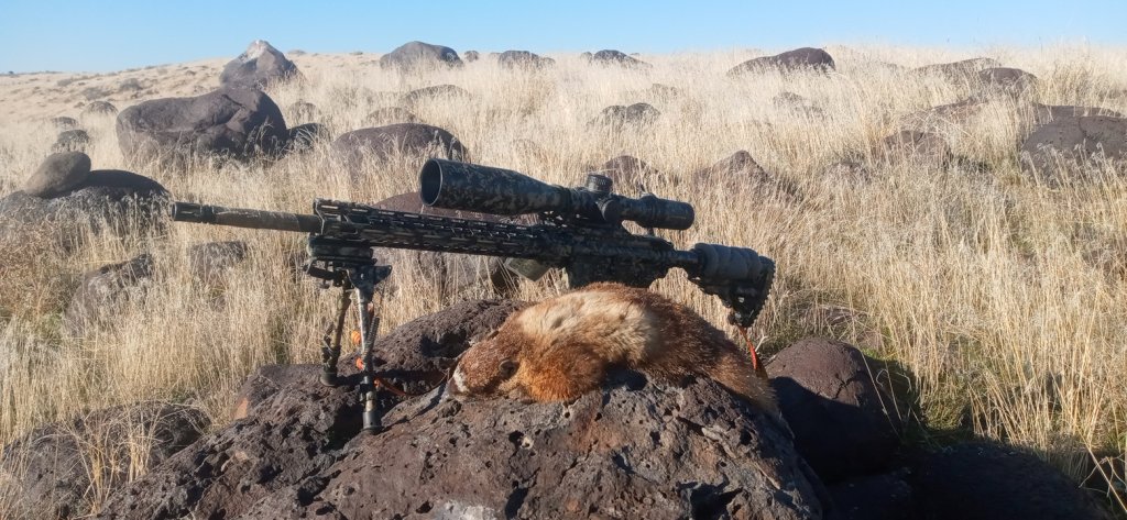 25 Rocky 2-28-25 329.jpg