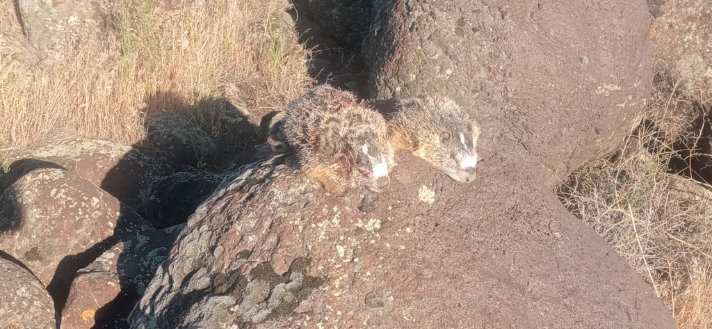 25 Rocky Double ATN 163 6-8-25.jpg