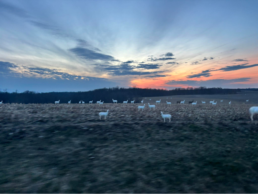 albino deers.jpg