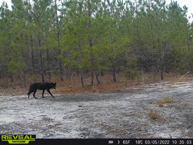 black coyote.jpg