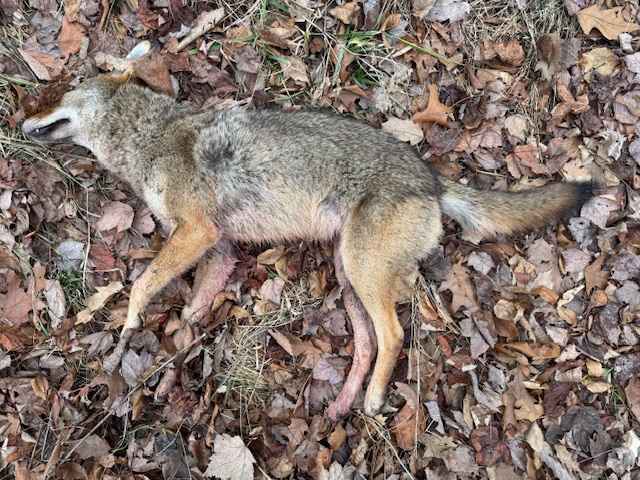 Bullet Impact Photo.jpg