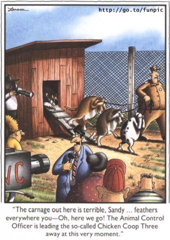 Chicken Coop Three.jpg