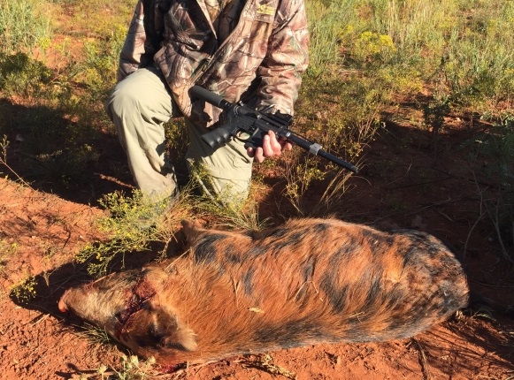 Close_pig.jpg