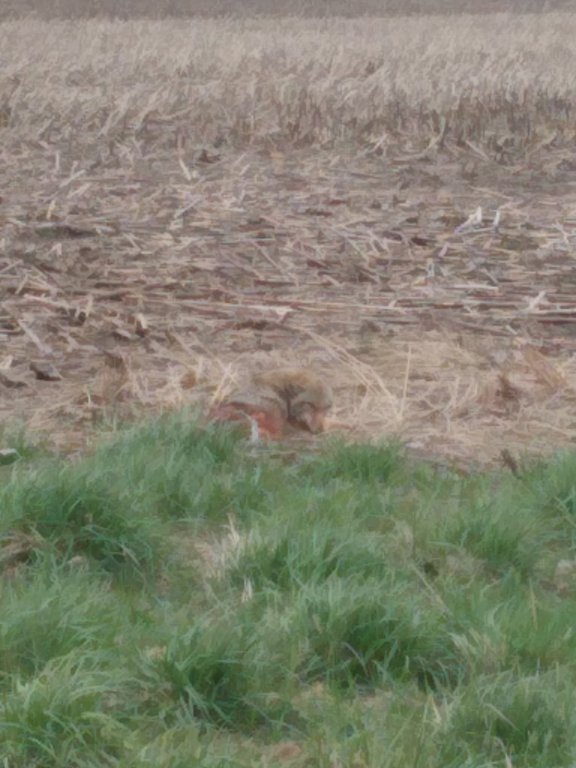 coyote 31 at 315yds (1).jpg