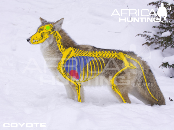 coyote-vitals-bowhunting.jpg