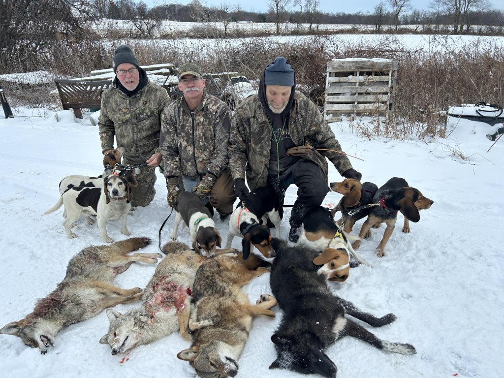 Decenber 13 coyotes .JPG