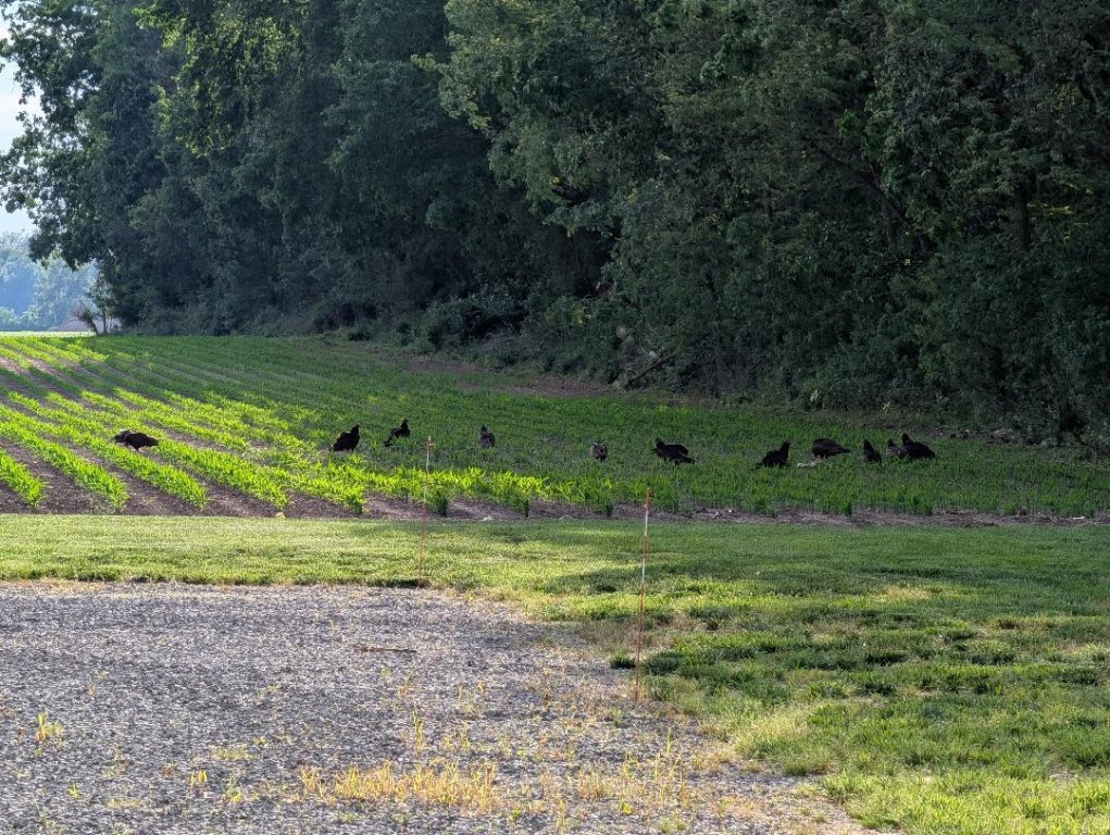 Eagle 2 14 Buzzards.jpg