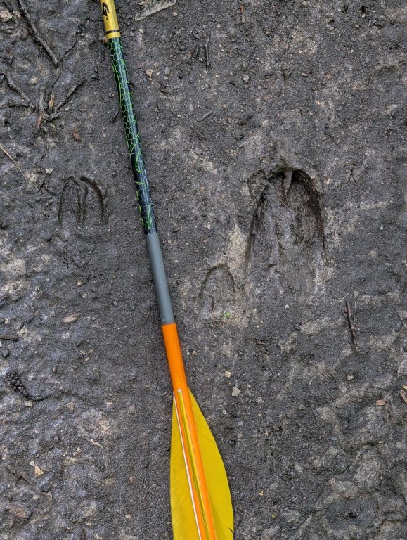 Fawn Hoof Prints.jpg