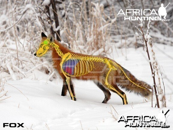 fox-vitals-hunting (1).jpg
