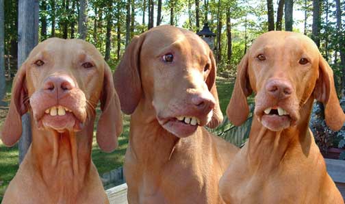 hillbilly-dogs[1].jpg