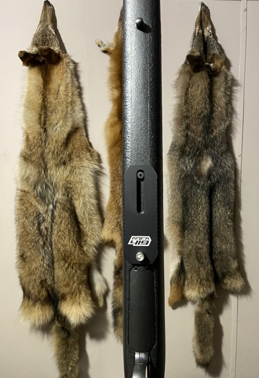 Female Coyote | Predator Masters