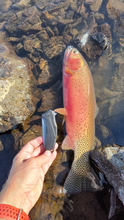 IMG_20260709_174259546_HDR.jpg