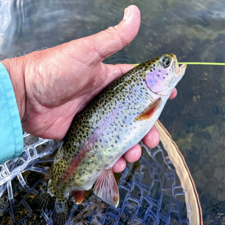IMG_4465.jpeg