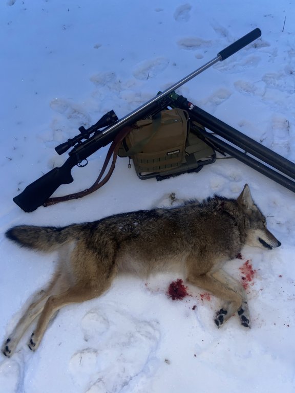 Some Predators from this past Winter | Predator Masters