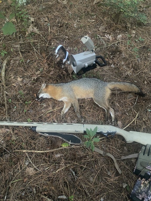 Grey fox | Predator Masters