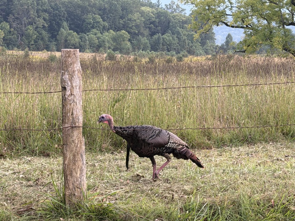 IMG_9056.jpeg