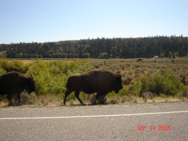 Jackson Wyoming 067.JPG