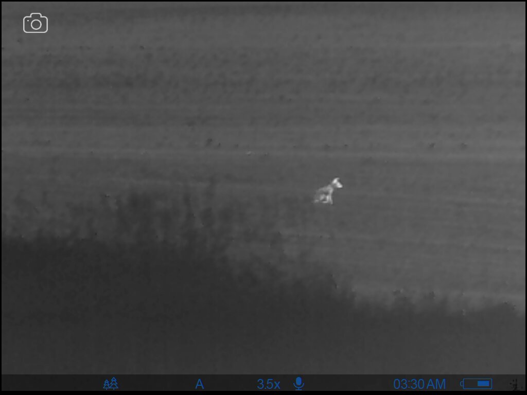 red fox rohdes 6-12-21.jpg