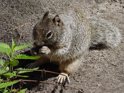 Rock-Squirrel-Pictures.jpg
