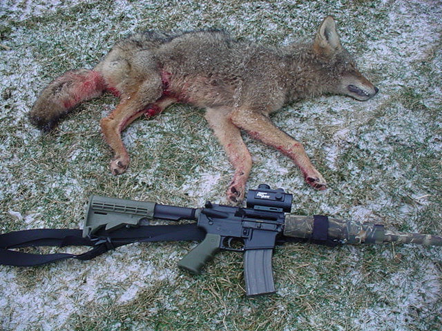 RRA Coyote 3.jpg