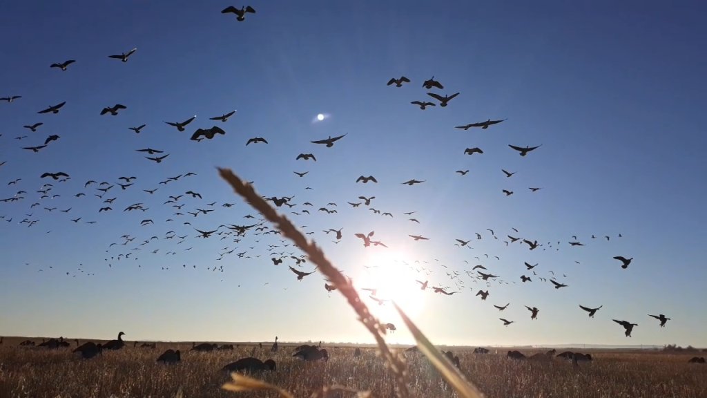 Screenshot_Video Player - Copy.jpg