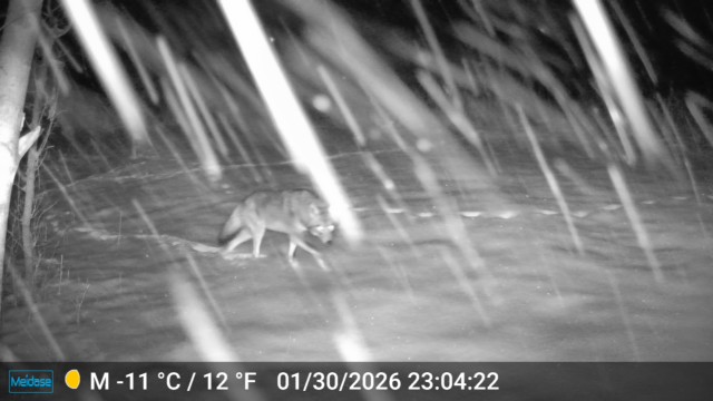 Snow Storm Coyote.jpg