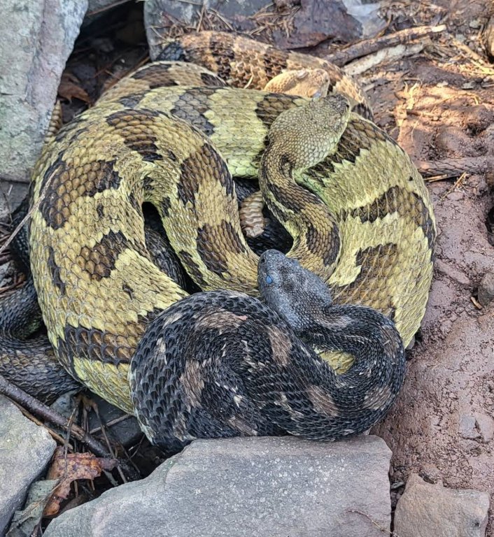 tres rattlesnake.jpg