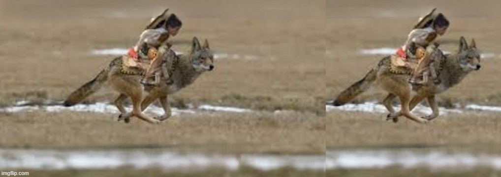 two running coyotes.jpg
