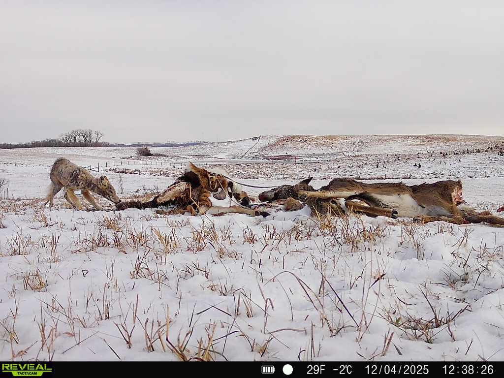 War Creek Carcass.jpg