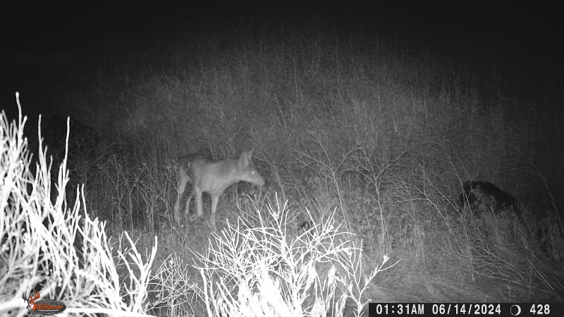 WGI_0428 (800x450).jpg