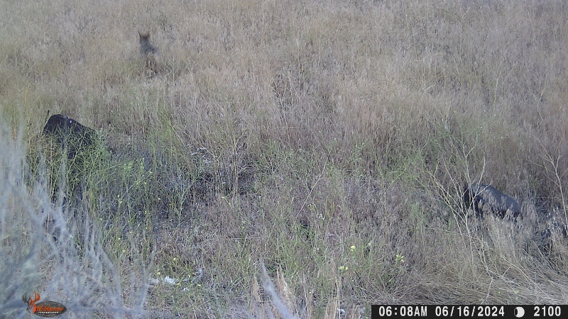 WGI_2100 (800x450).jpg