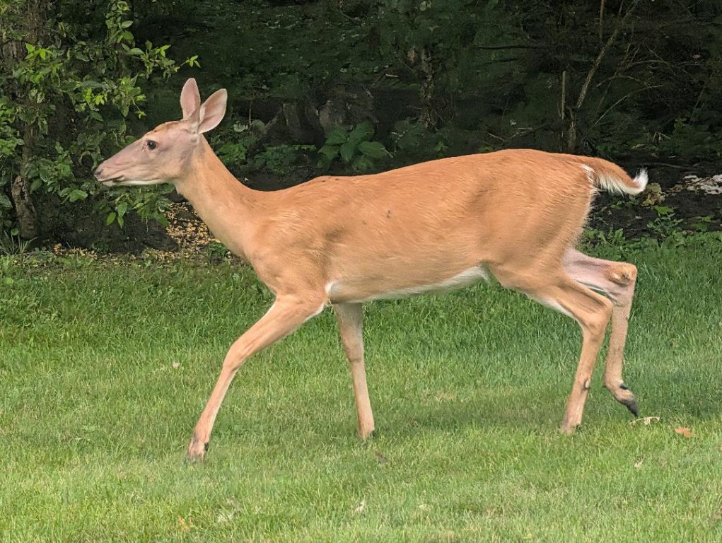 Yard 10.jpg