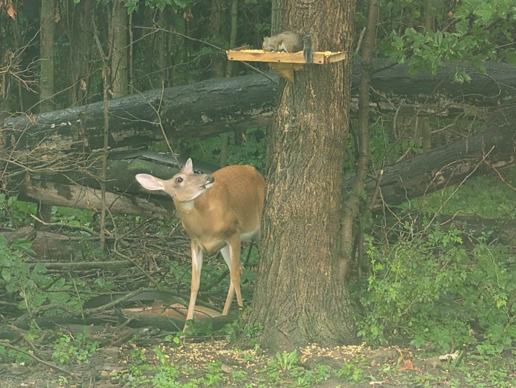 Yard 12.jpg