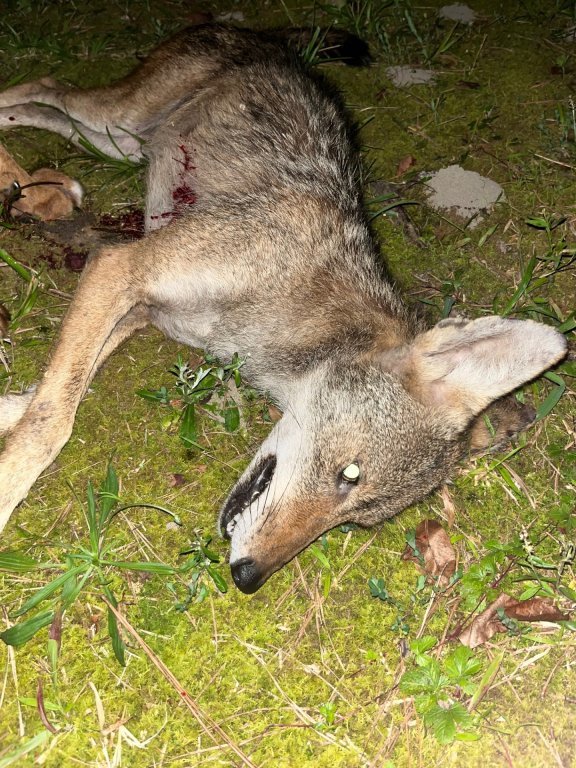 YOTE 06252026.jpg