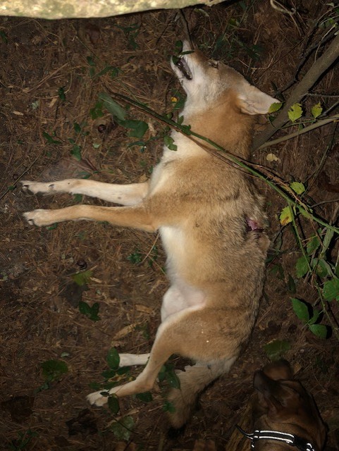 YOTE 92825 1.jpg