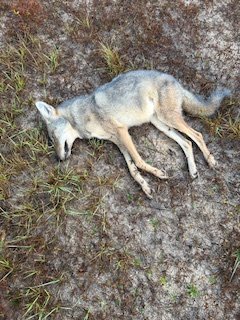 yote.JPG