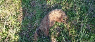 476798377_645576401245838_4967678703566411725_n.jpgwood at jays.jpg