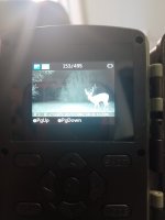 Big Noctural Buck.jpg