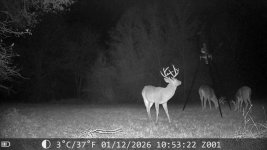 Big Noctural Buck 4.JPG