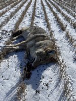 IMG_0157.jpeg
