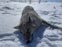 IMG_0166.jpeg