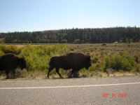 Jackson Wyoming 067.JPG