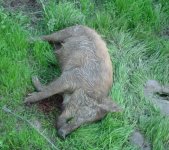 hog_4-9-13_65x55.jpg