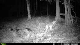 coyote o-s.jpg