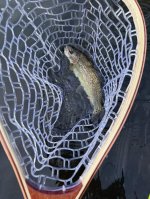 IMG_3954.jpeg